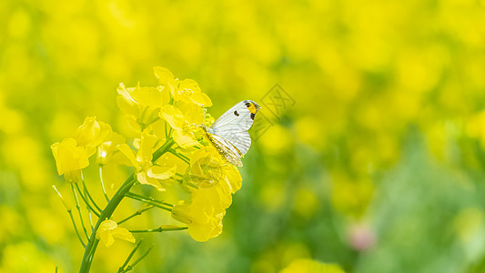 蝴蝶蜕变春天油菜花上的蝴蝶背景