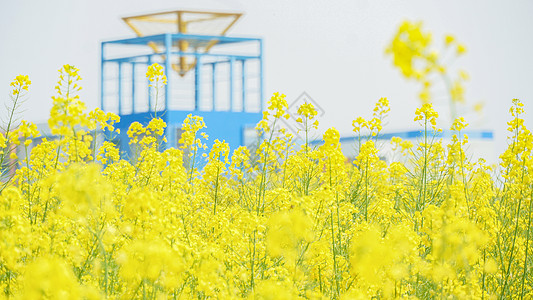 蝴蝶蜕变春天油菜花田背景