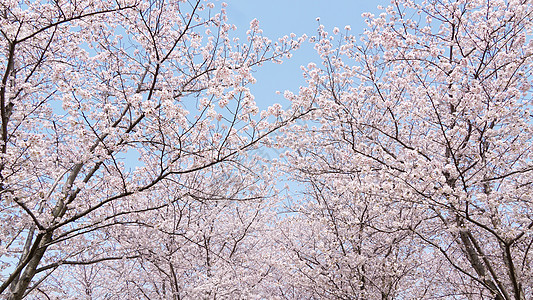 花朵绽放春天盛开的樱花树林背景