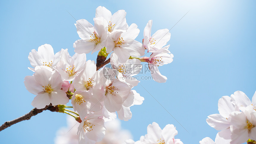 春日盛开的樱花图片