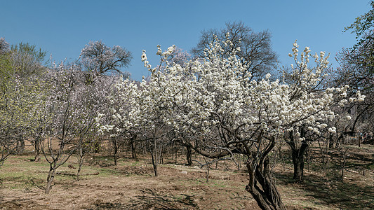 内蒙古春季果树杏花图片