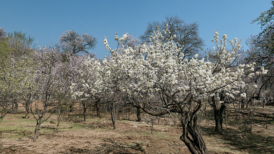 内蒙古春季果树杏花图片