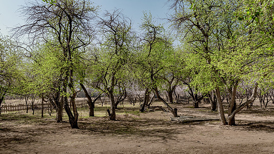 内蒙古春季果树杏花背景图片