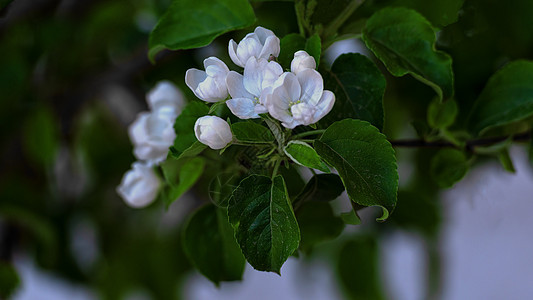 春季树木花朵特写图片