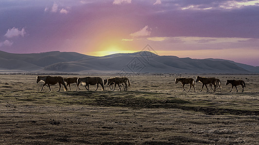 内蒙古乌兰布统大草原落日马群图片