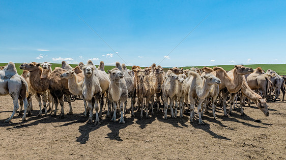 内蒙古草原夏季骆驼图片