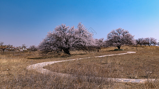 内蒙古春季山区杏花背景图片