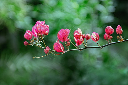 春天绿叶红花背景素材高清图片