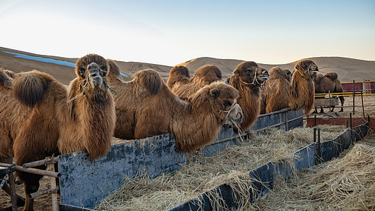 宁夏腾格里沙漠骆驼图片
