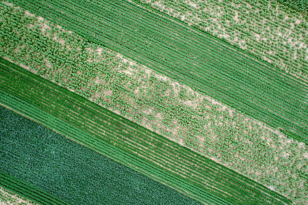 绿色农田马铃薯高空俯拍背景图片