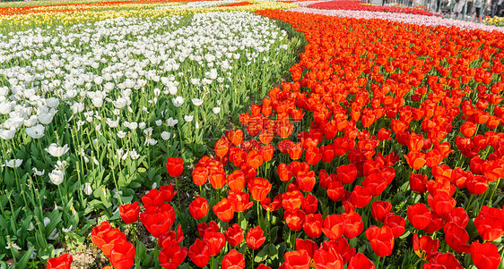 春天盛开的郁金香花海图片