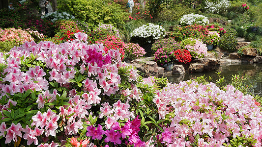 四季花园春天鲜花盛开的花园背景