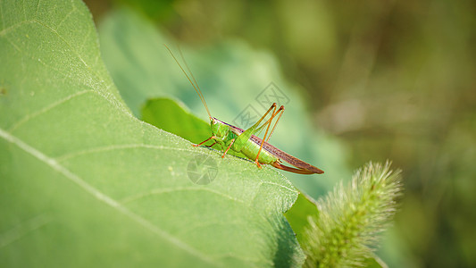 动物风光绿叶上的昆虫蚂蚱特写背景