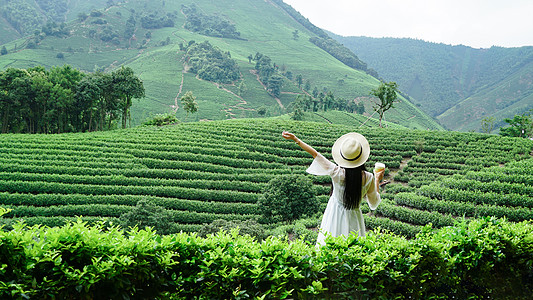 茶园春天茶山踏青女孩背影背景