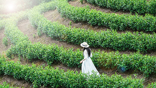 坐着的女孩背影春天茶山踏青女孩背影背景