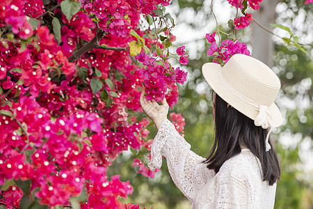 杜鹃花春季赏花春天赏花三角梅背景