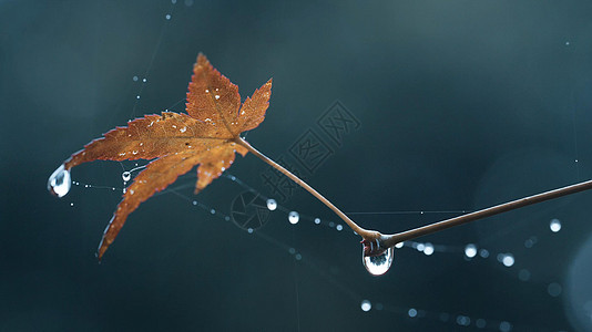 雨滴叶子春季雨水雨滴水珠特写背景