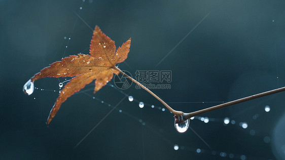 春季雨水雨滴水珠特写图片