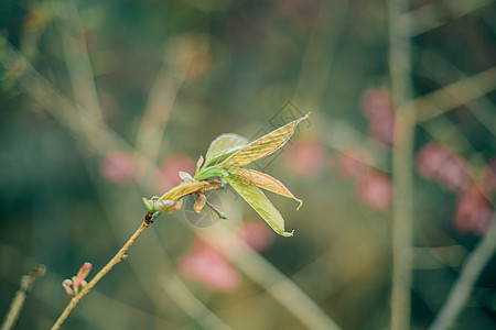 蓝天白云下的春花图片