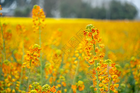 春天的油菜花图片