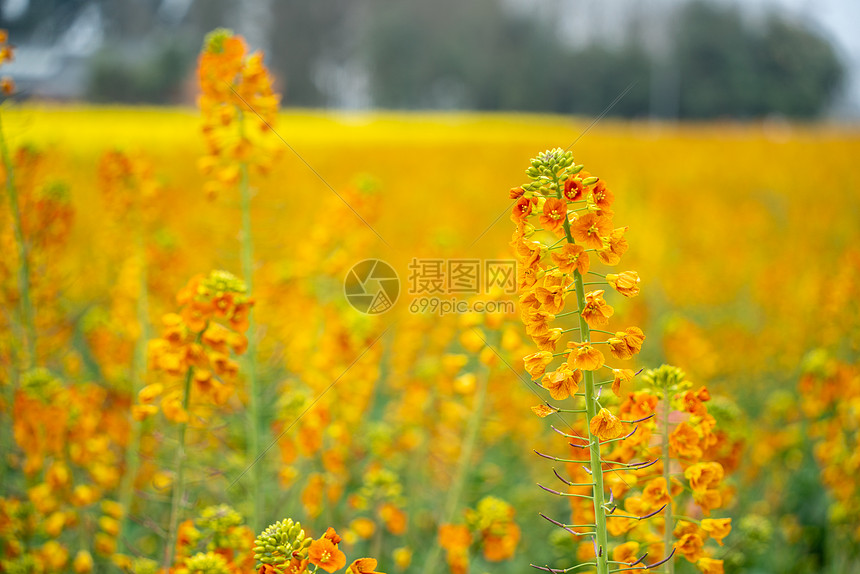 春天的油菜花图片