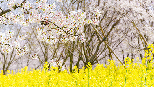 蓝天树林春天樱花和油菜花背景