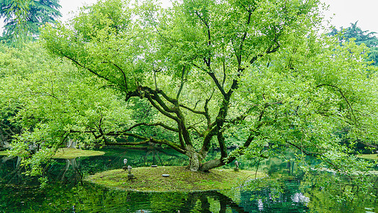 远处的一棵树绿色树木自然风光背景