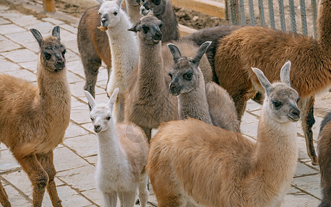 偶蹄目骆驼科羊驼原驼图片