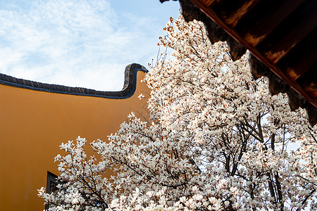 春天上海龙华寺玉兰花背景