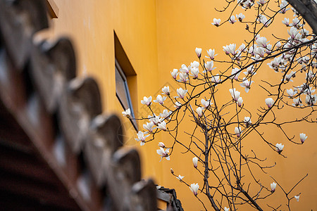 生长春天上海龙华寺玉兰花背景