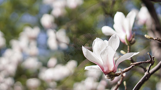 春天盛开的玉兰花图片