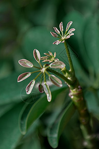 养植花卉鸭掌木特写高清图片