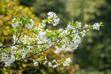 春天山樱花新加坡花芭山高清图片