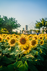 向日葵图片春和景明的春天向日葵背景