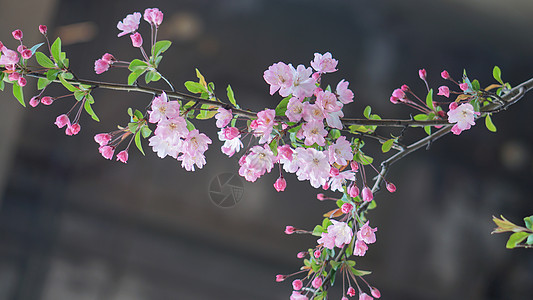 紫菜丝春天盛开的海棠花背景