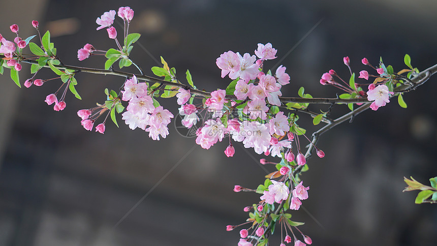 春天盛开的海棠花图片