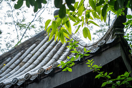 春天雨水绿色露珠高清图片