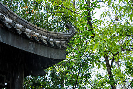 春天雨水图片