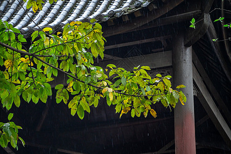 春天雨水谷雨纷纷高清图片