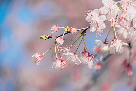 春意满满的北京玉渊潭樱花背景图片