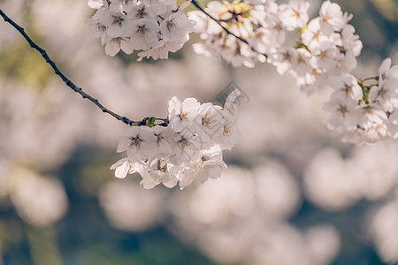 春意满满的北京玉渊潭樱花图片