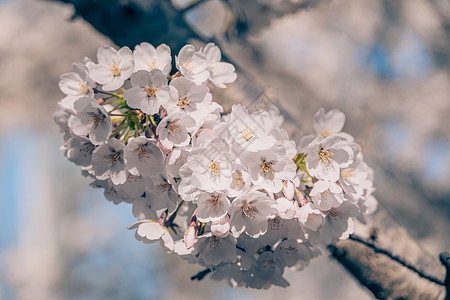 春意满满的北京玉渊潭樱花图片