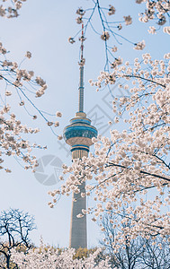 北京玉渊潭盛开的樱花图片