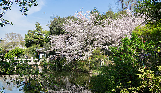 古琦园春天樱花盛开的江南园林背景