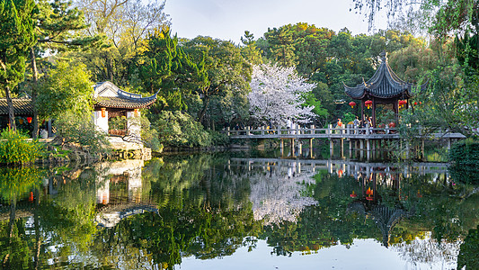 春天樱花盛开的江南园林背景