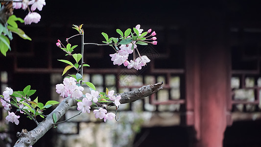 南翔古琦园春日古典建筑背景下的的海棠花背景