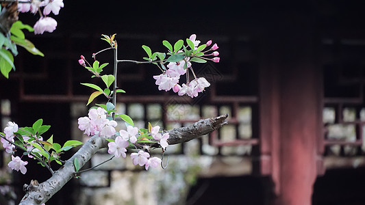 粉色剪纸风春日古典建筑背景下的的海棠花背景