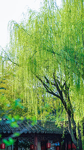 垂柳春天翠绿的柳树背景
