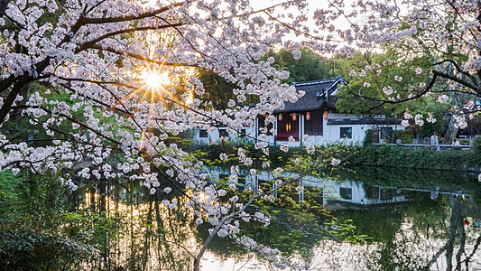古窗格春天樱花盛开的江南园林背景