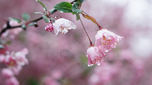 粉色风景春雨后的海棠花背景